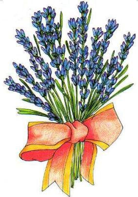 Erboristeria Armonhie